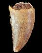 Serrated Raptor Tooth - Morocco #66326-1